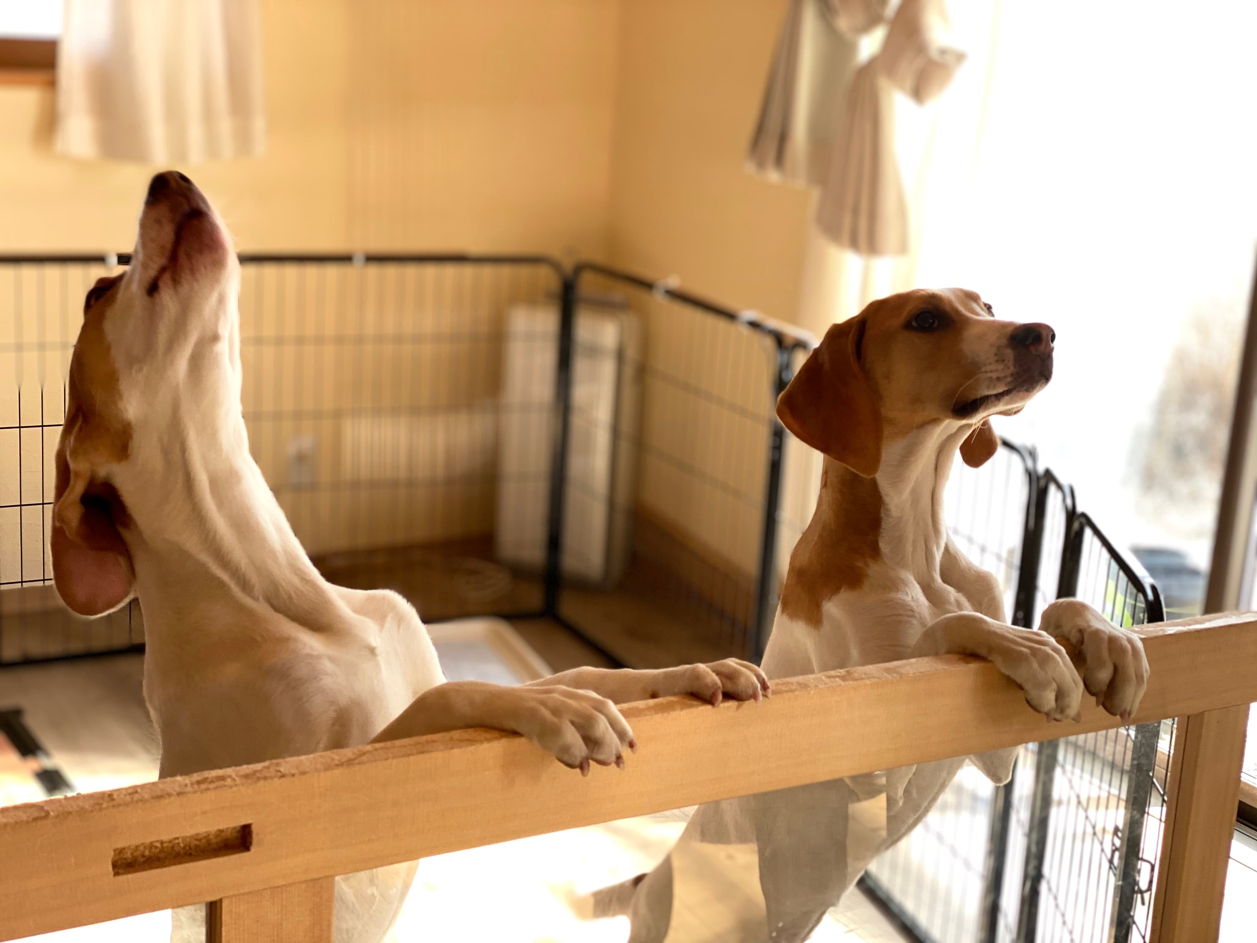Imagem de dois cachorros branco e marrom em um cercado, com um deles uivando com a cabeça para cima.