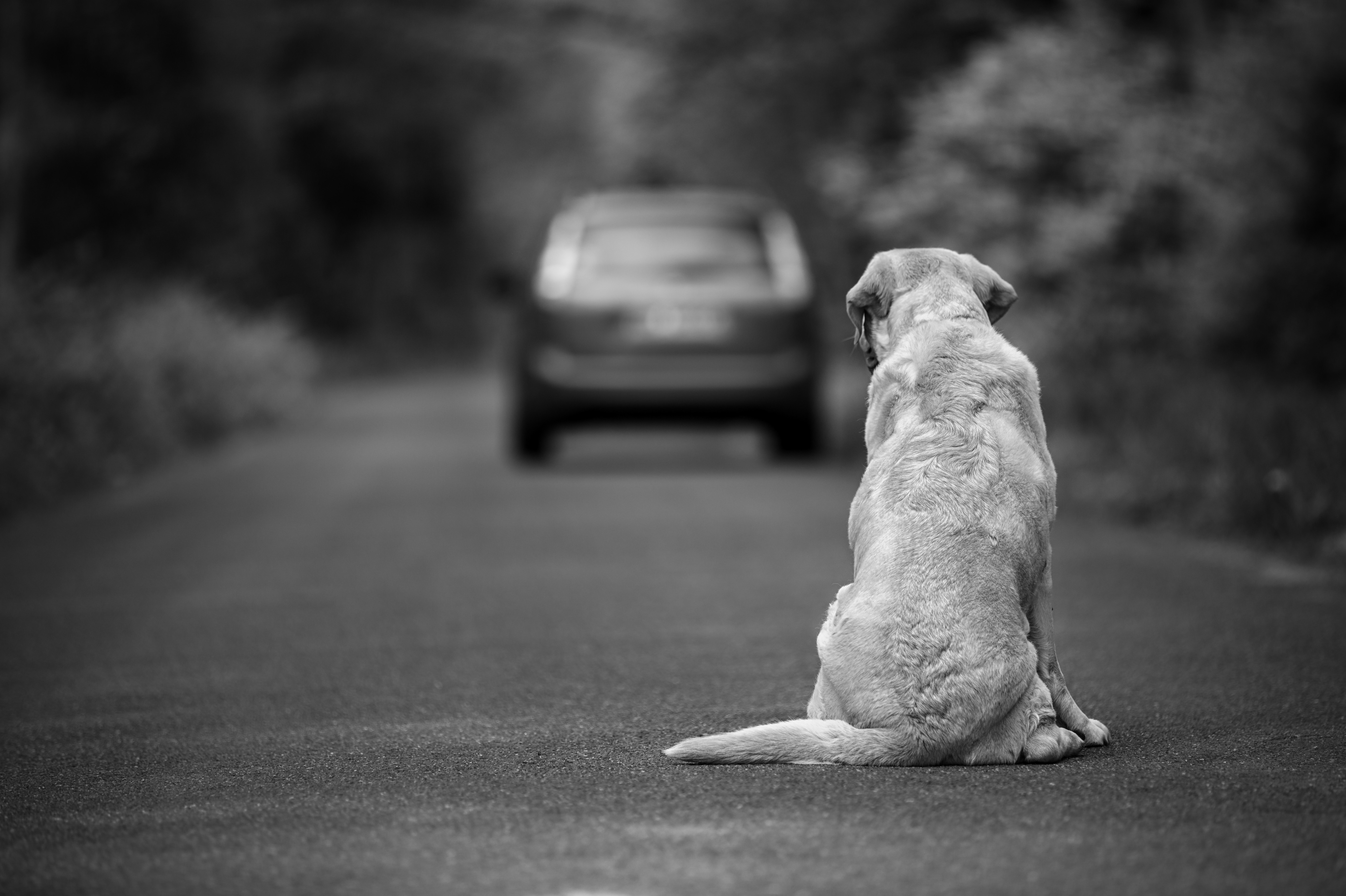Imagem de um cachorro sentado à beira da estrada, olhando para um carro ao fundo, com árvores nas laterais da rua.