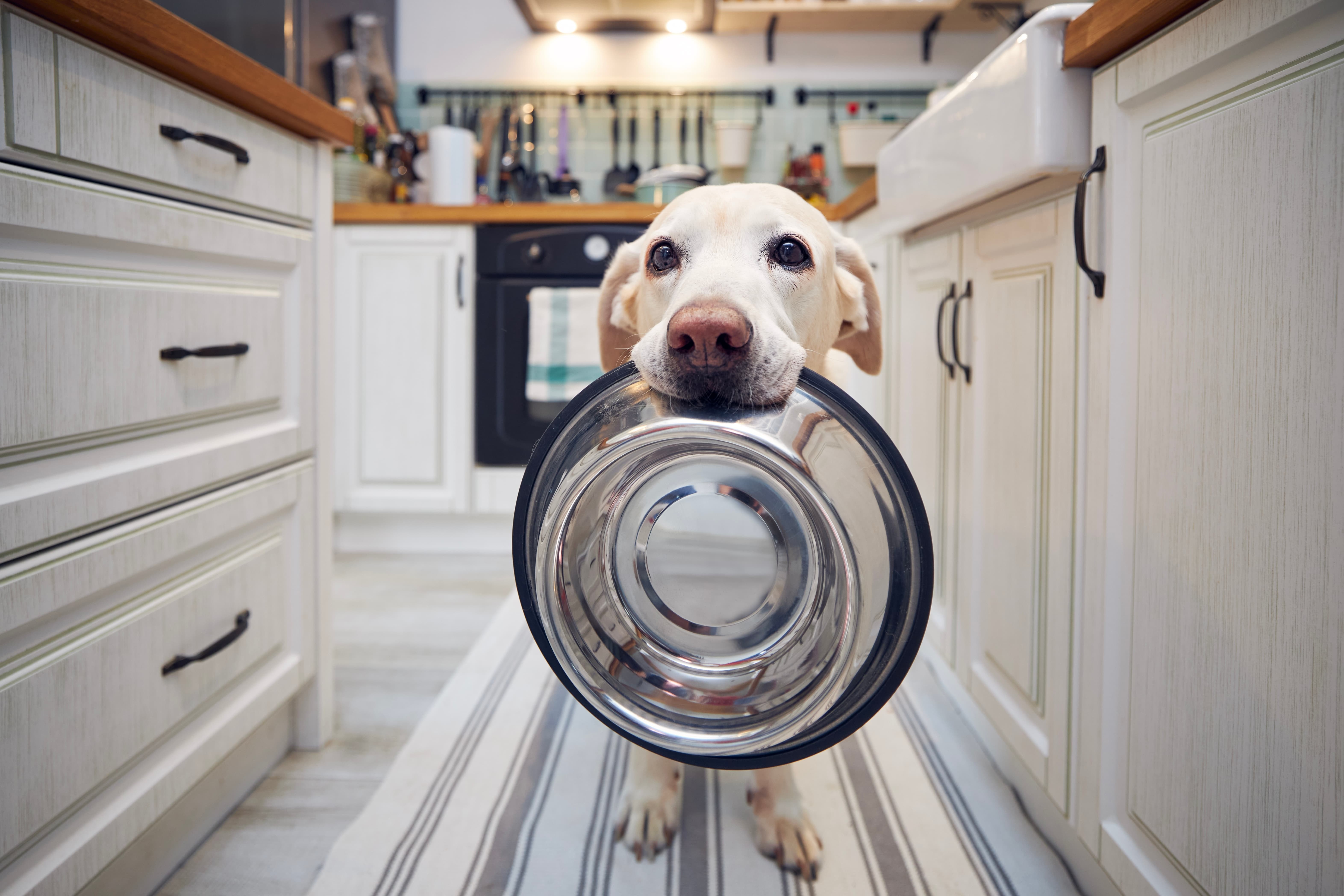 Imagem de um labrador branco em pé segurando uma vasilha de ração de alumínio na boca, entre armários brancos da cozinha, com um fogão e utensílios sobre a bancada ao fundo.