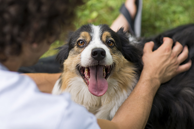 Um cão aparenta sorrir para a câmera, enquanto é afagado por uma pessoa.