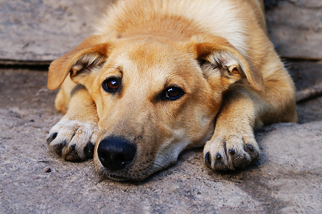 Um cão aparenta tristeza deitado sobre uma calçada de pedra.
