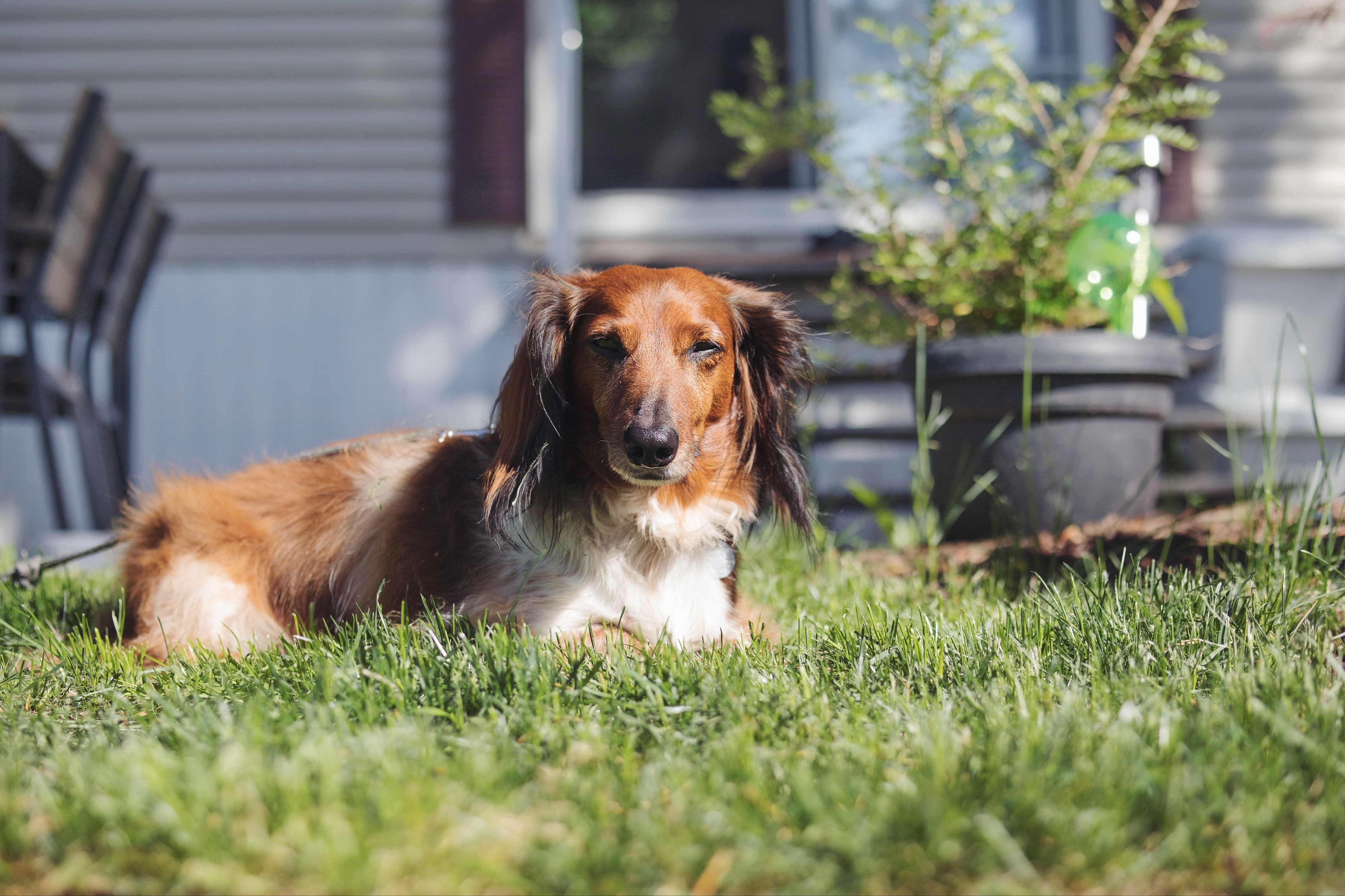 Imagem de um dachshund peludo marrom e branco, sentado na grama. Ao fundo, há vasos com plantas, uma casa e cadeiras.
