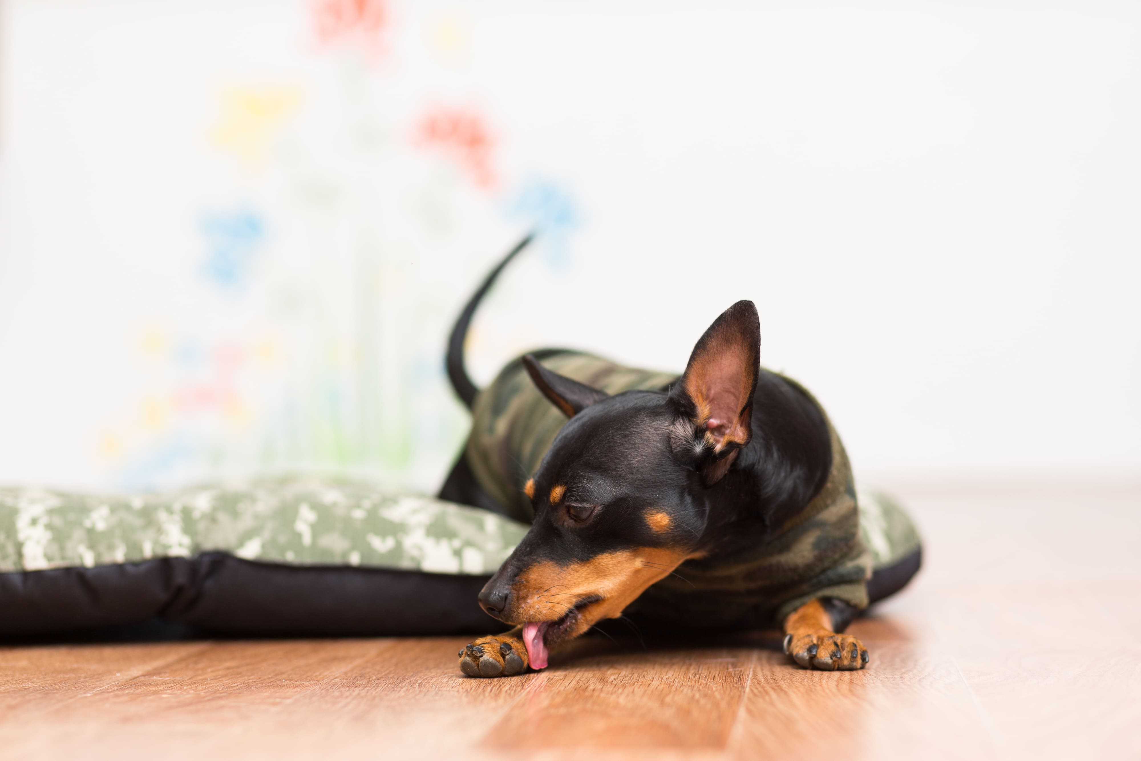 Imagem de um cachorro preto e marrom, com roupa, deitado em uma cama para cachorro com estampa militar, lambendo uma de suas patas dianteiras.
