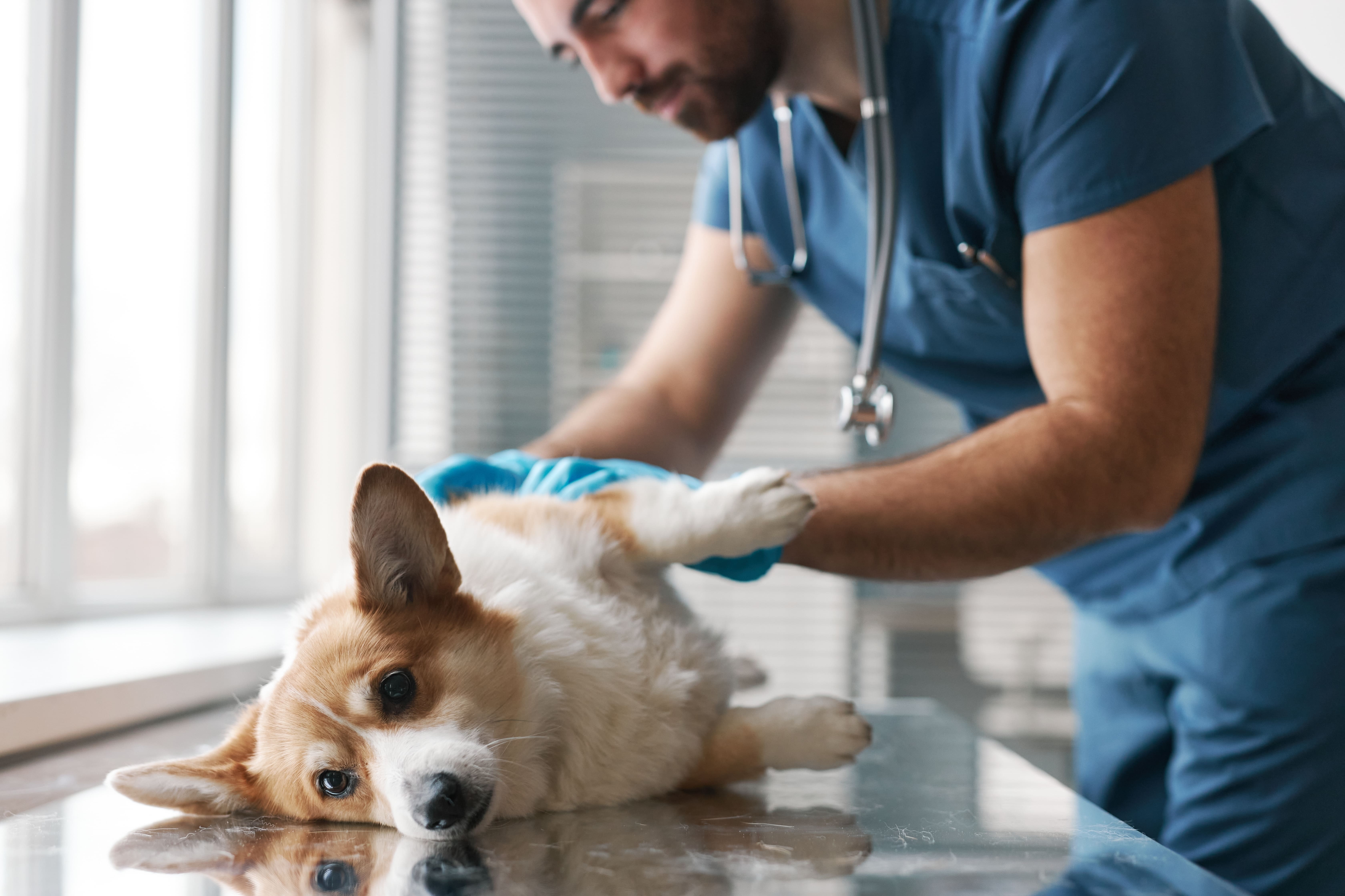 Imagem de um cachorro da raça Corgi branco e marrom, deitado de lado em uma mesa veterinária, sendo analisado por um veterinário, com sintomas de berne.