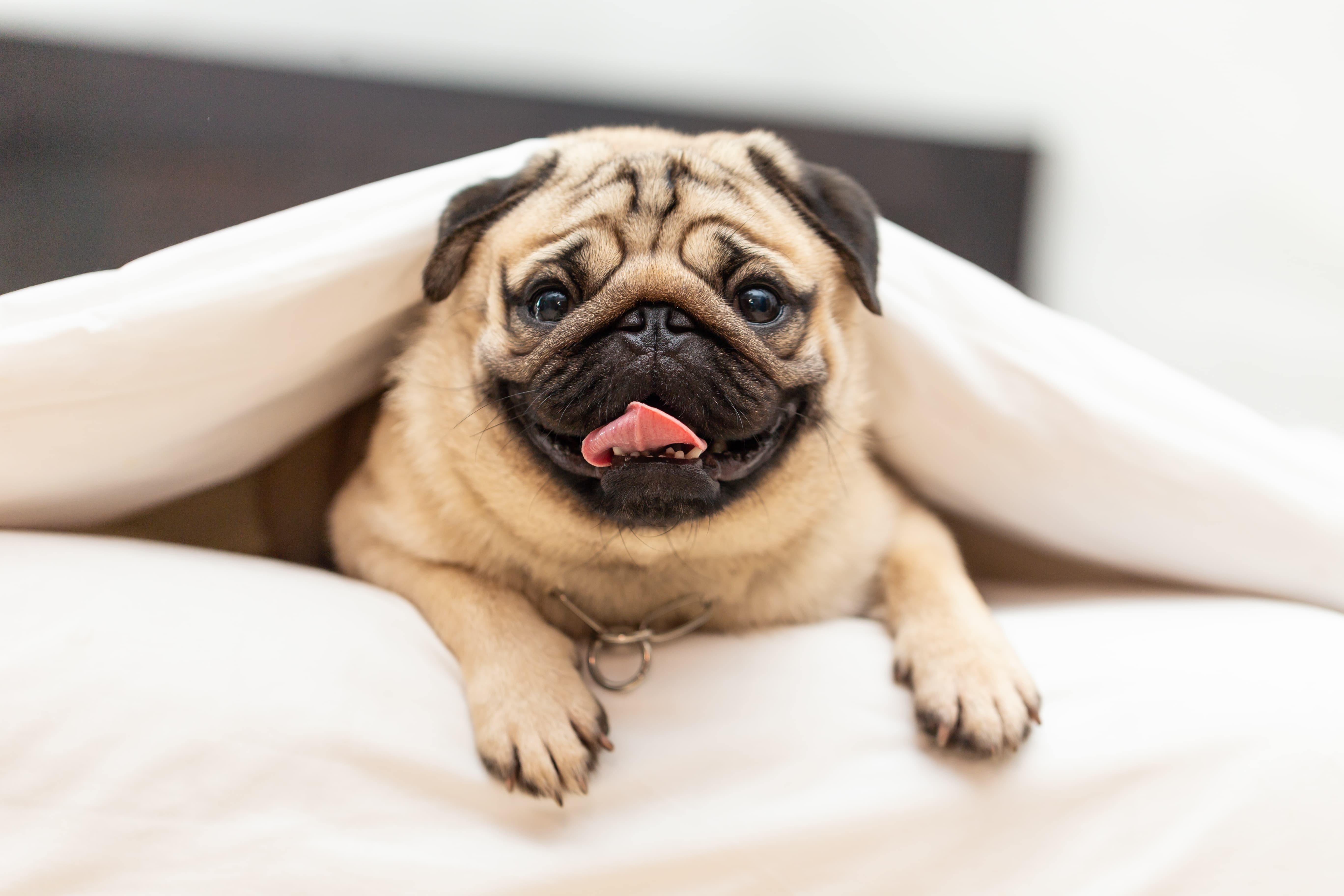 Imagem de um pug caramelo com a língua de fora deitado na cama coberto por uma colcha branca.