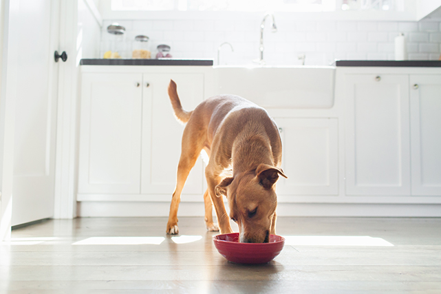 Um cachorro caramelo come em um pote vermelho, ao fundo vemos uma cozinha branca.