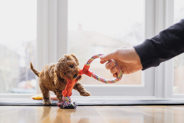 Um cão pequeno mastiga um brinquedo de corda, enquanto uma mão o segura.