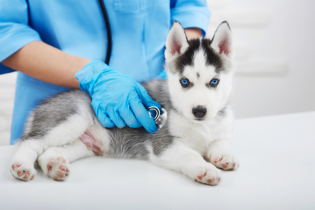 Um husky, de olhos azuis, é examinado por um enfermeiro com luvas azuis.