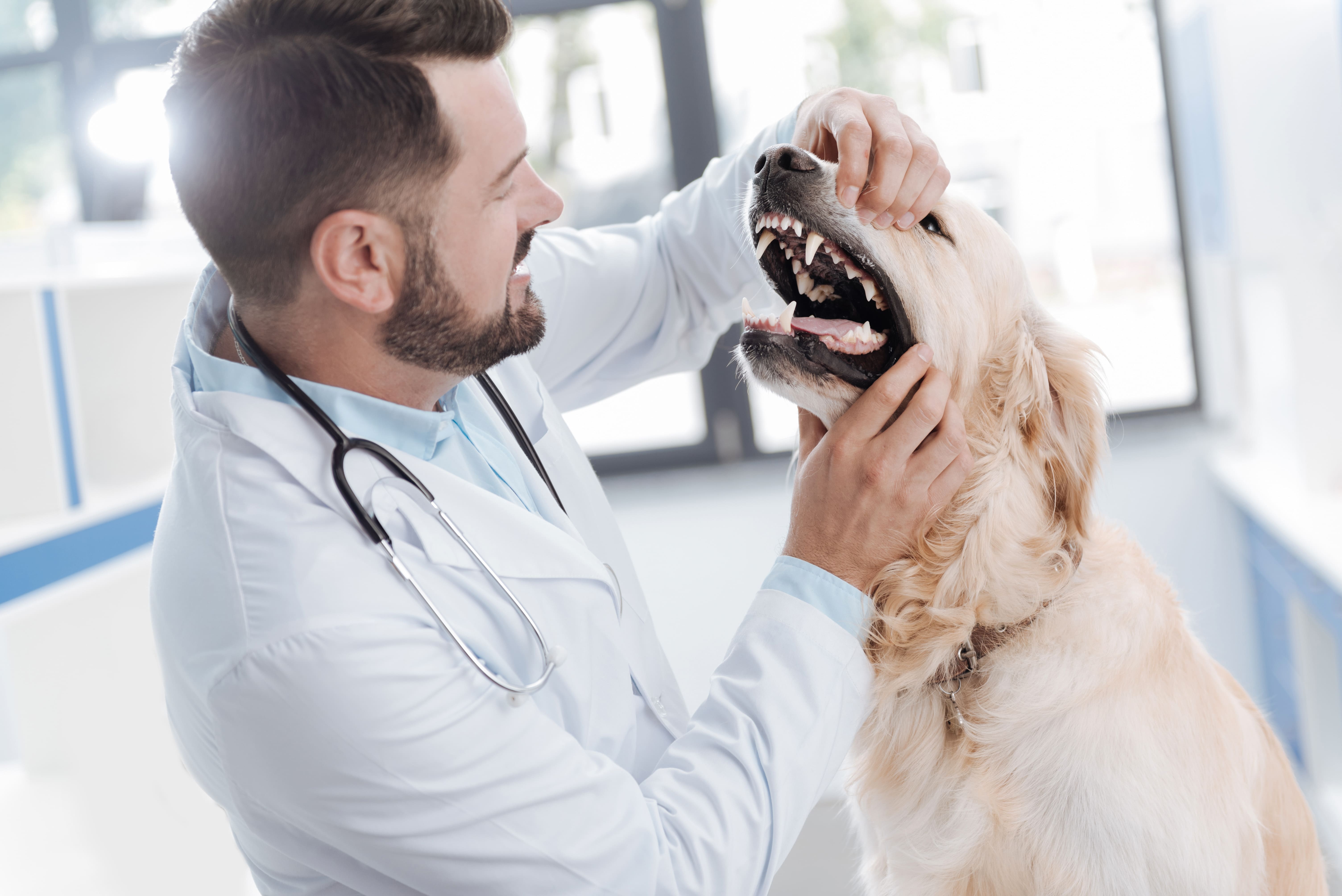 Imagem de um veterinário com um estetoscópio no pescoço segurando com as mãos o focinho de um golden retriever para analisar a periodontite e gengivite canina.