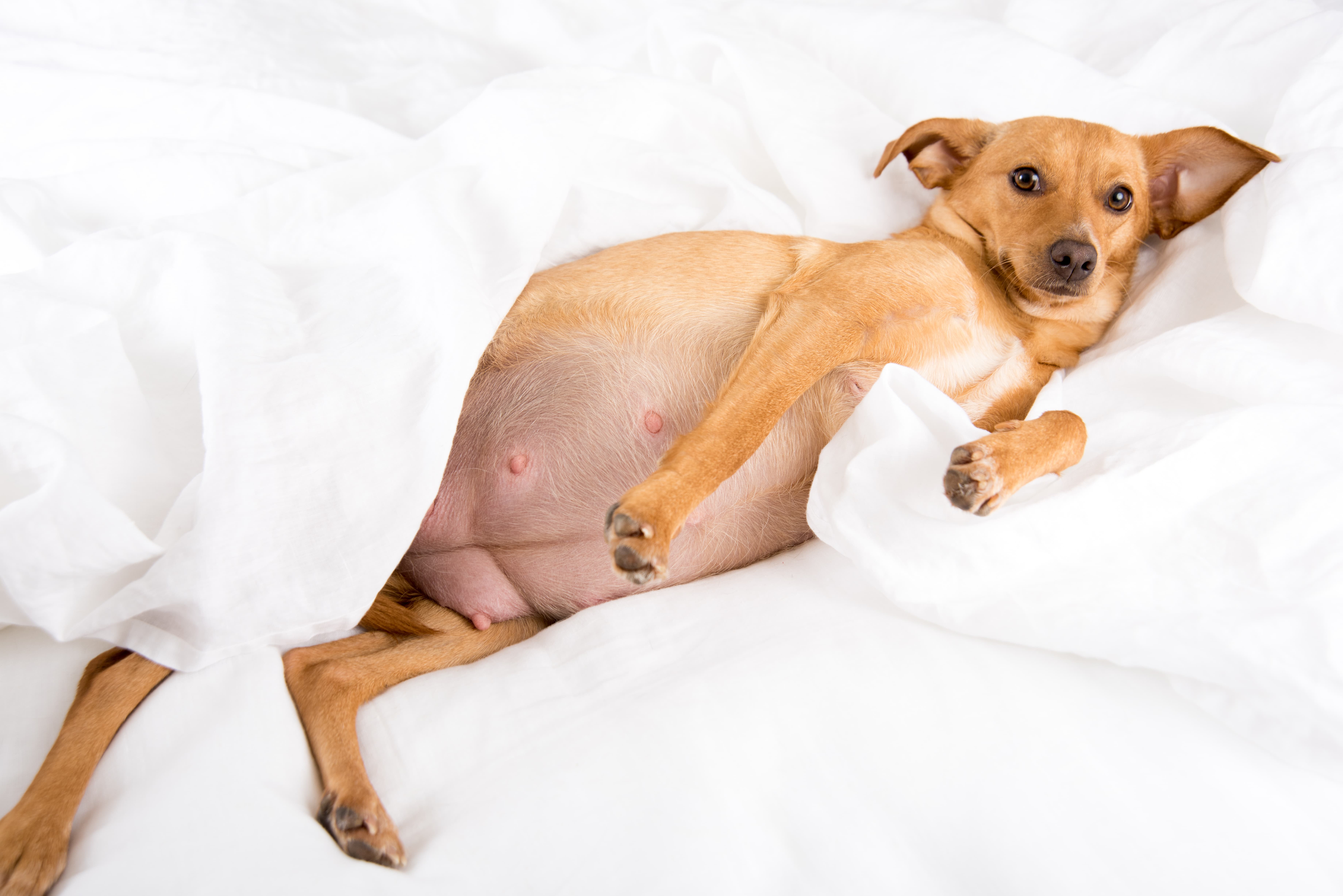  Imagem de uma cachorra na cor caramelo grávida, deitada de barriga para cima em um edredom branco.