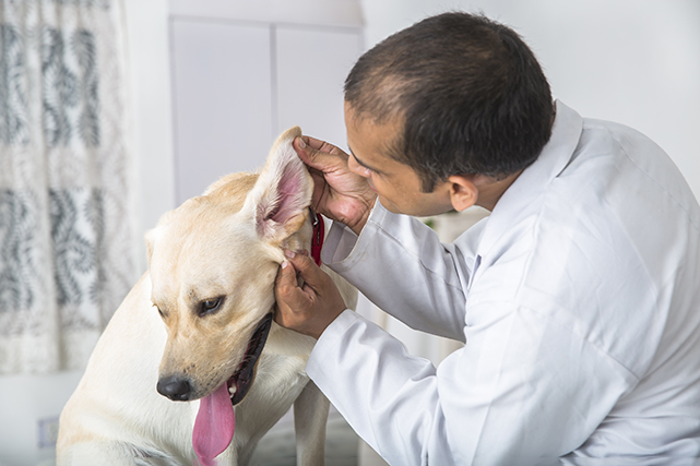 veterinário verificando orelha de cachorro amarelo.