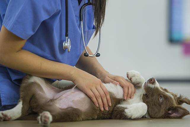 Veterinária examinando filhote de cão marrom.
