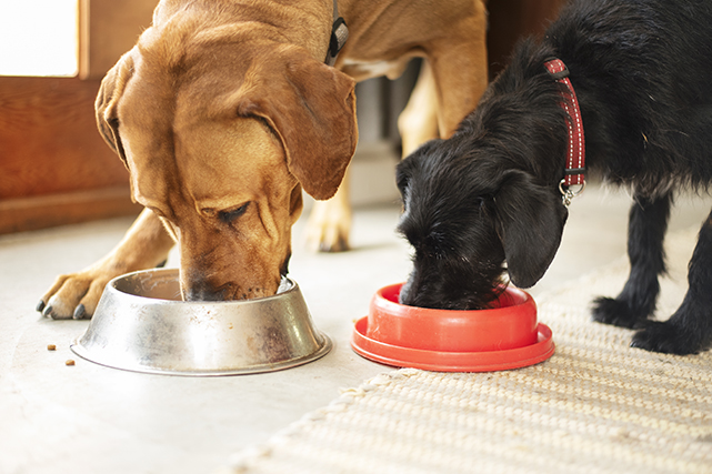 Dois cachorros comem ração lado a lado. O maior deles, marrom, e o menor de pelo preto.