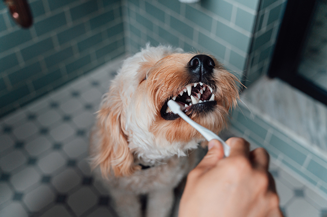 pessoa escovando os dentes de cão de cor branco com marrom.