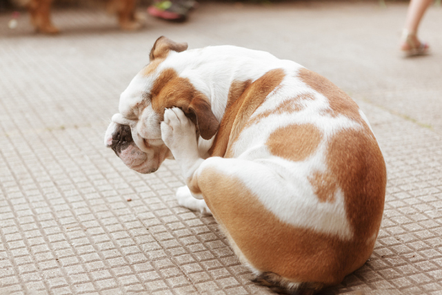 Cachorro de pelo caramelo e branco, sentado no chão coçando a orelha com a pata traseira, com fundo desfocado.