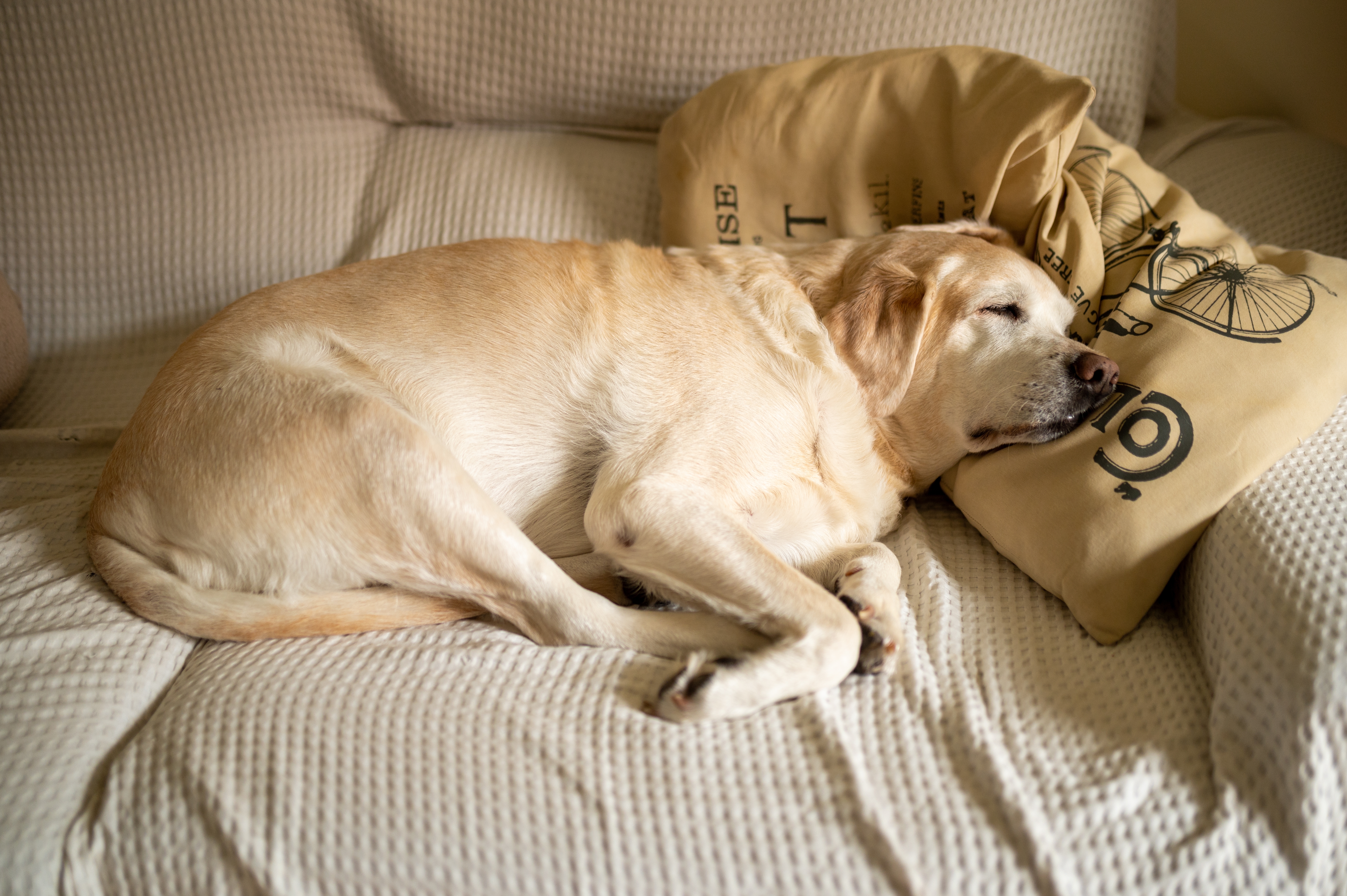 Imagem de um cachorro branco com tons de amarelo claro deitado sobre um sofá, com a cabeça apoiada em duas almofadas e uma manta branca estendida sobre o sofá.