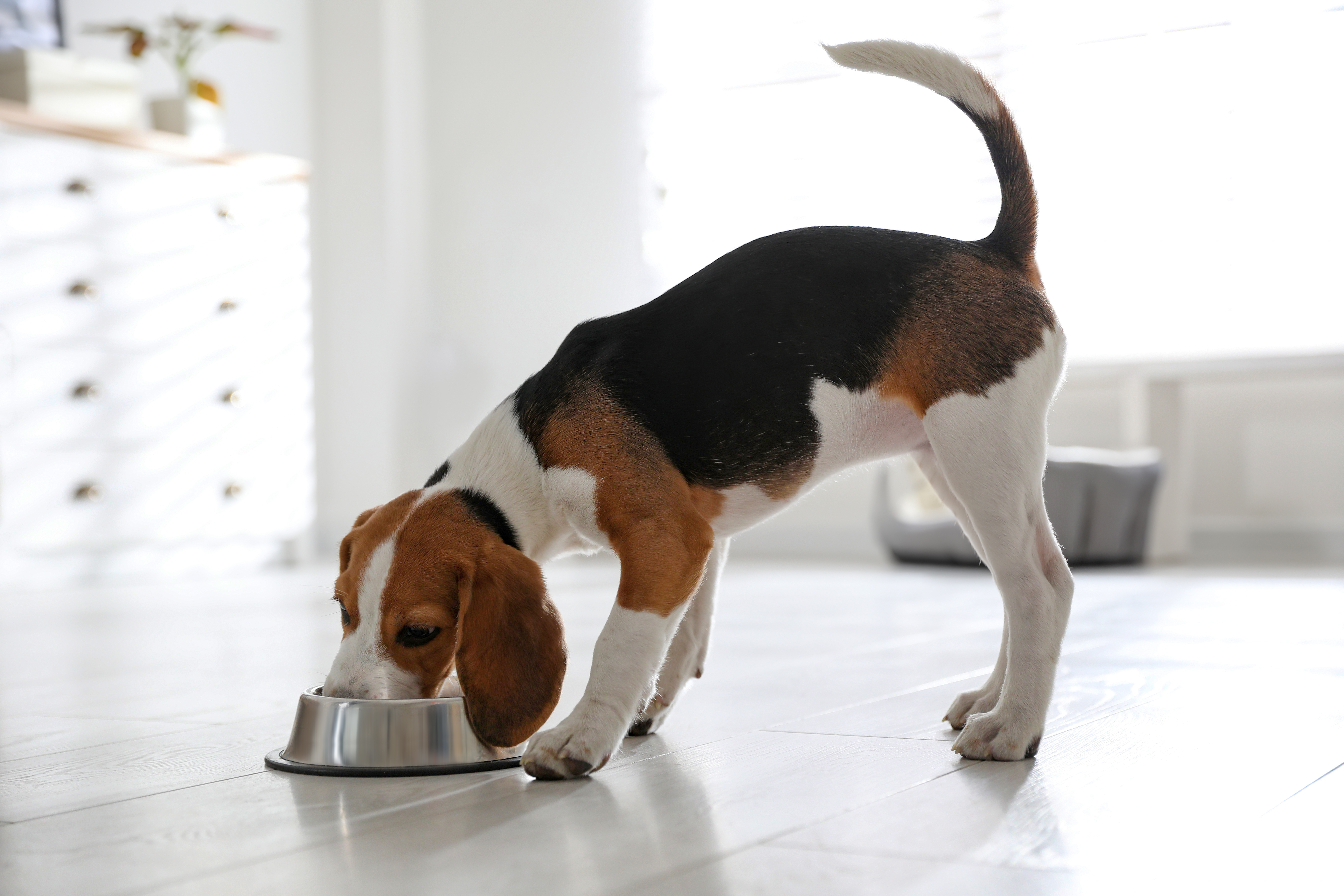 Imagem de um Beagle de pé, alimentando-se em uma tigela de alumínio. Ao fundo, uma cama para cachorro e um armário branco.