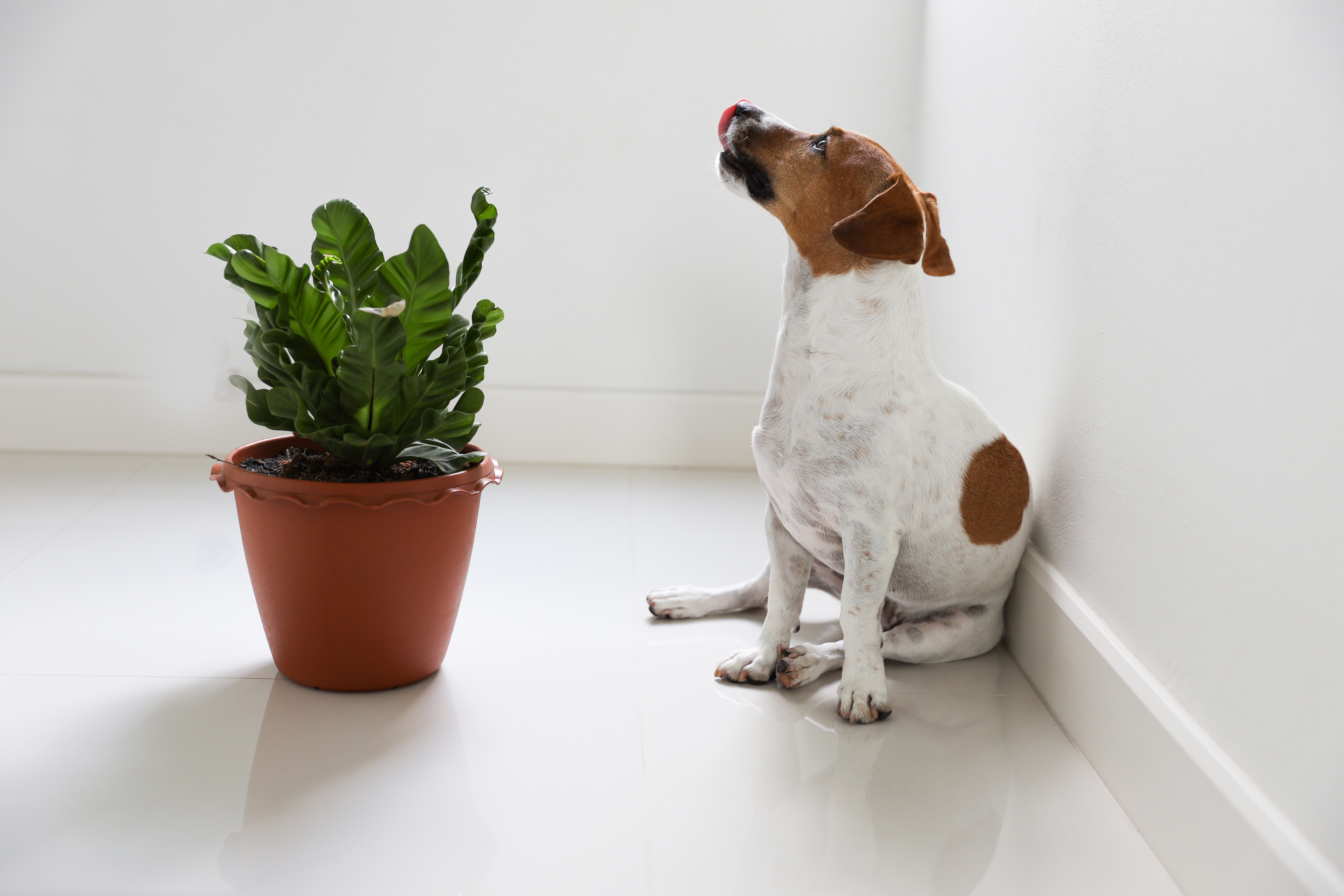 Imagem de um cachorro branco com manchas marrons sentado, encostado na parede e olhando para cima, ao lado de um vaso com uma planta.
