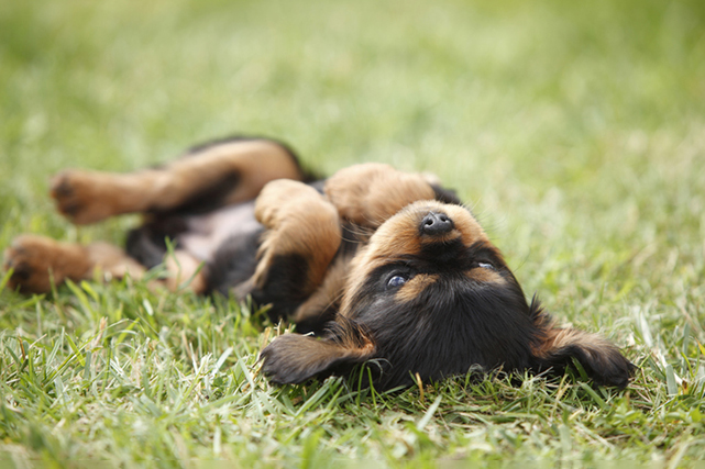 Cachorro de pelo preto e caramelo, deitado de barriga pra cima sobre a grama com fundo desfocado.