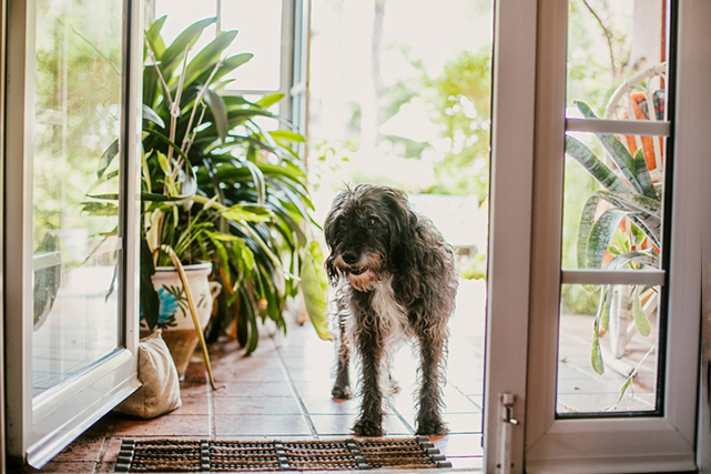  Cachorro de pelo preto e branco parado em frente a porta de vidro aberta fundo com vasos de folhagens verdes.