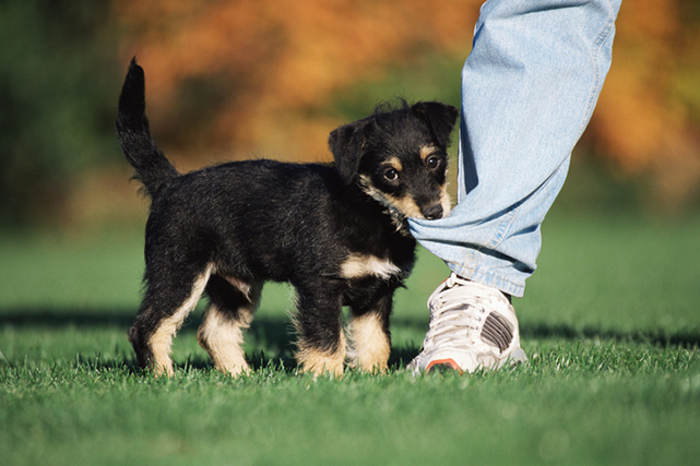Cachorro de pelo preto e bege, mordendo barra da calça do tutor na grama, fundo desfocado.