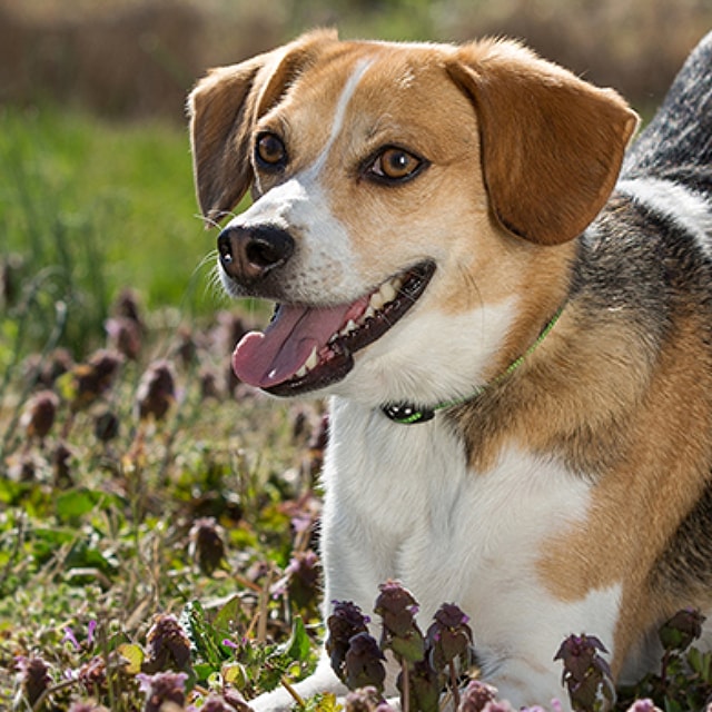Adestramento de cães: como fazer seu cão parar de cavar o jardim