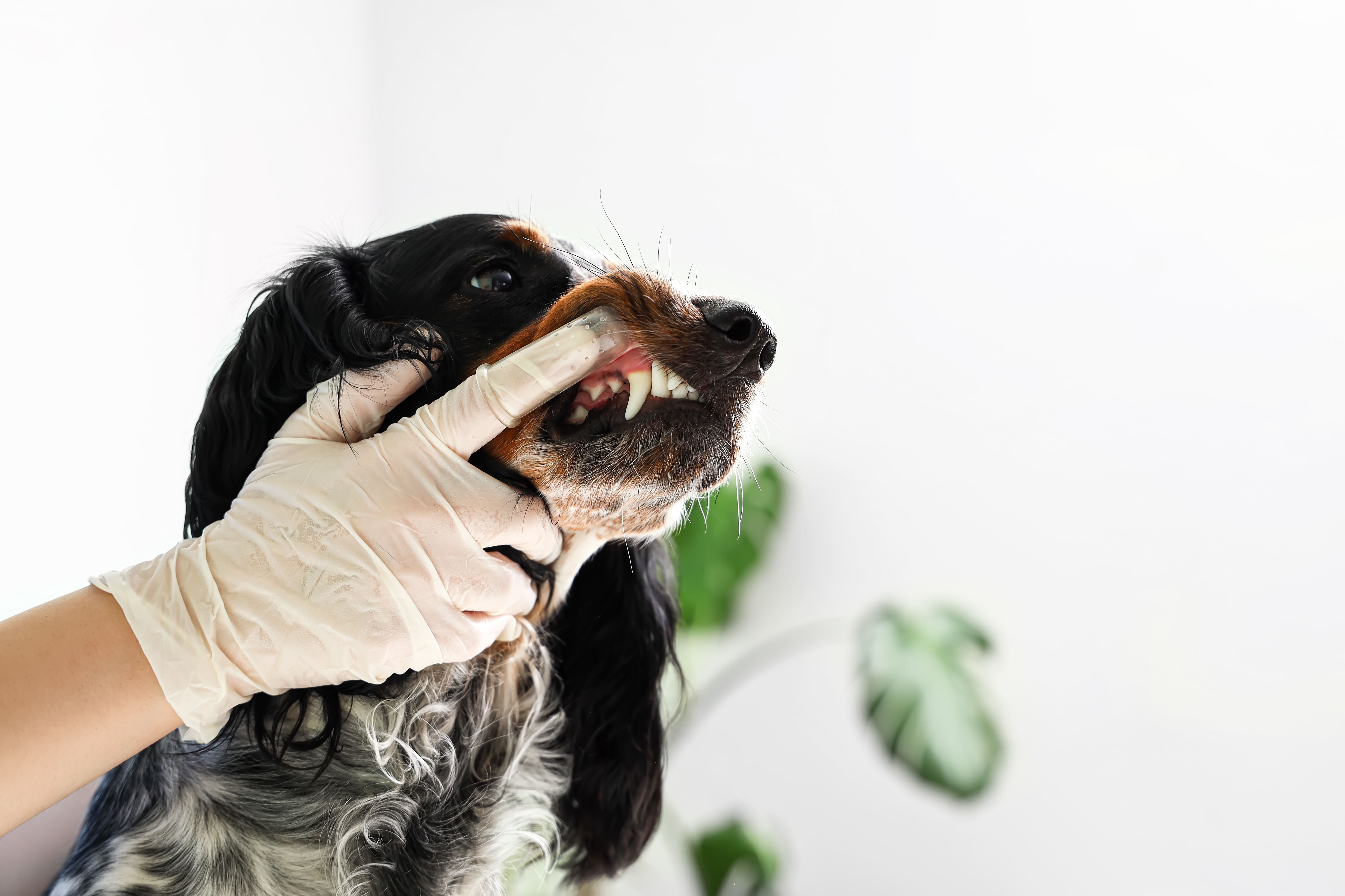 Imagem da mão de uma veterinária com luvas deixando os dentes do cachorro à mostra para escovar os dentes dele, um Cocker branco e preto.