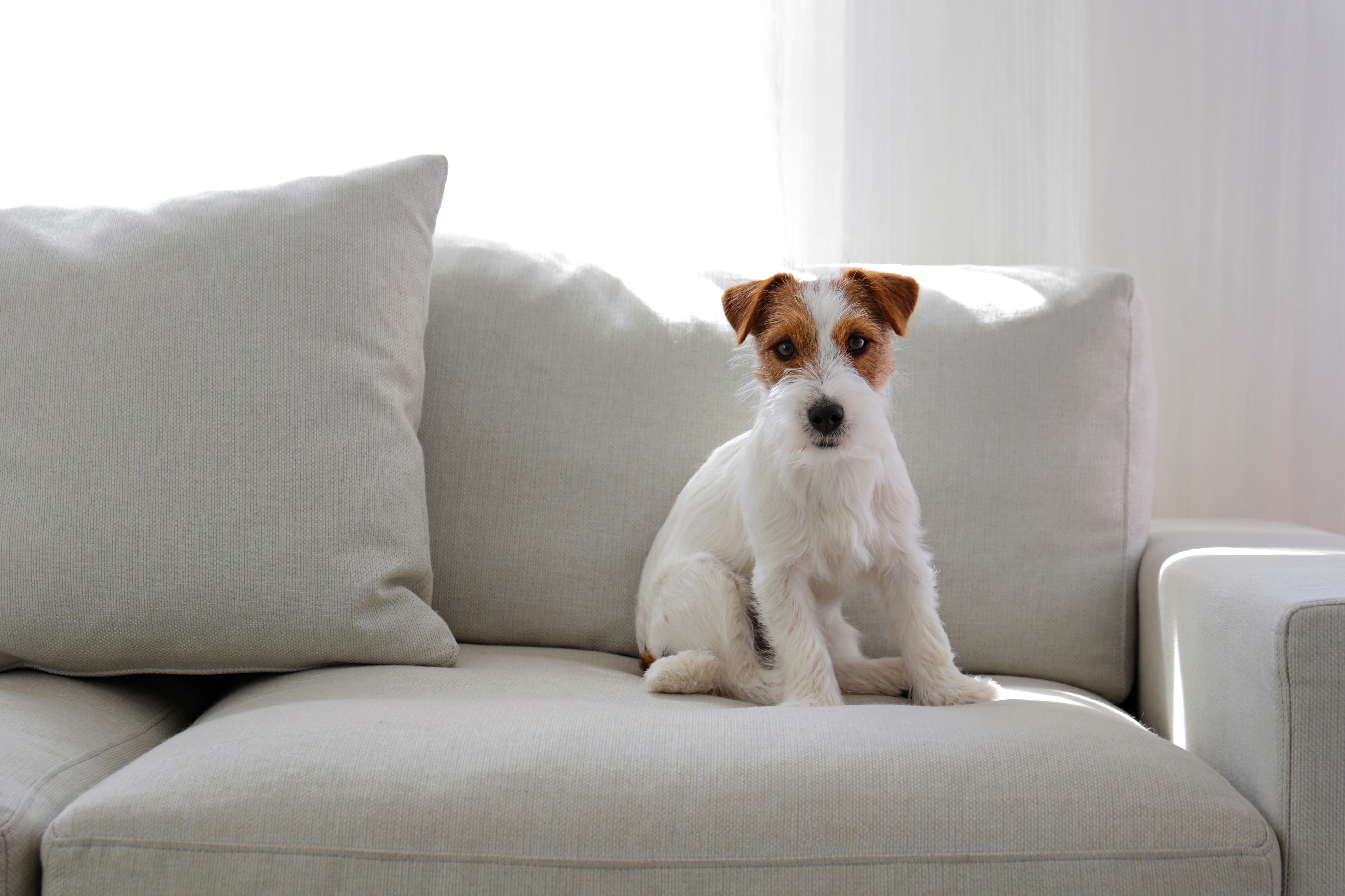 Imagem de um cachorro da raça Jack Russell branco com manchas marrons na cabeça, sentado sobre um sofá cinza, com cortinas ao fundo.